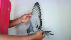 Pigeon image