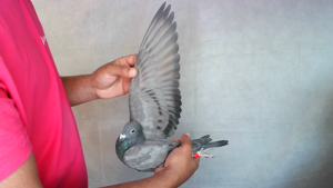 Pigeon image