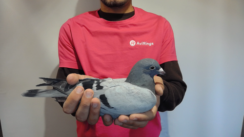 Pigeon image