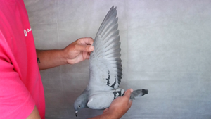 Pigeon image