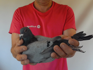 Pigeon image