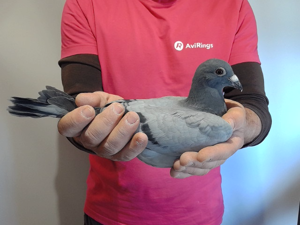 Pigeon image