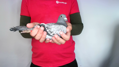 Pigeon image