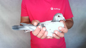 Pigeon image