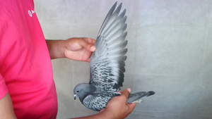 Pigeon image
