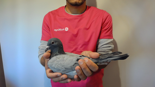 Pigeon image