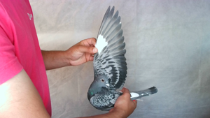 Pigeon image