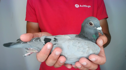 Pigeon image