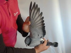 Pigeon image