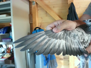 Pigeon image