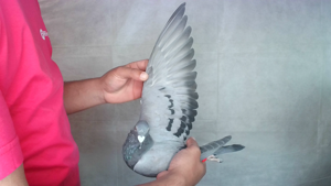 Pigeon image