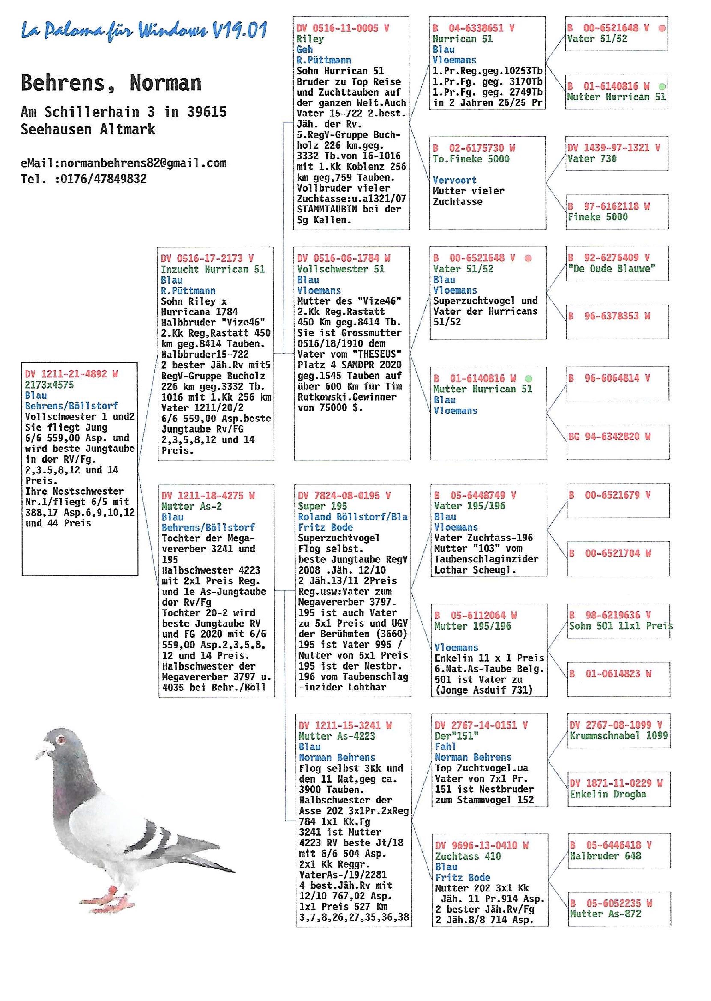 Pigeon pedigree image