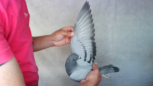 Pigeon image