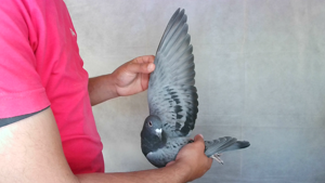 Pigeon image