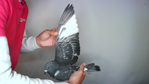 Pigeon image