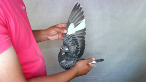 Pigeon image