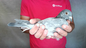 Pigeon image