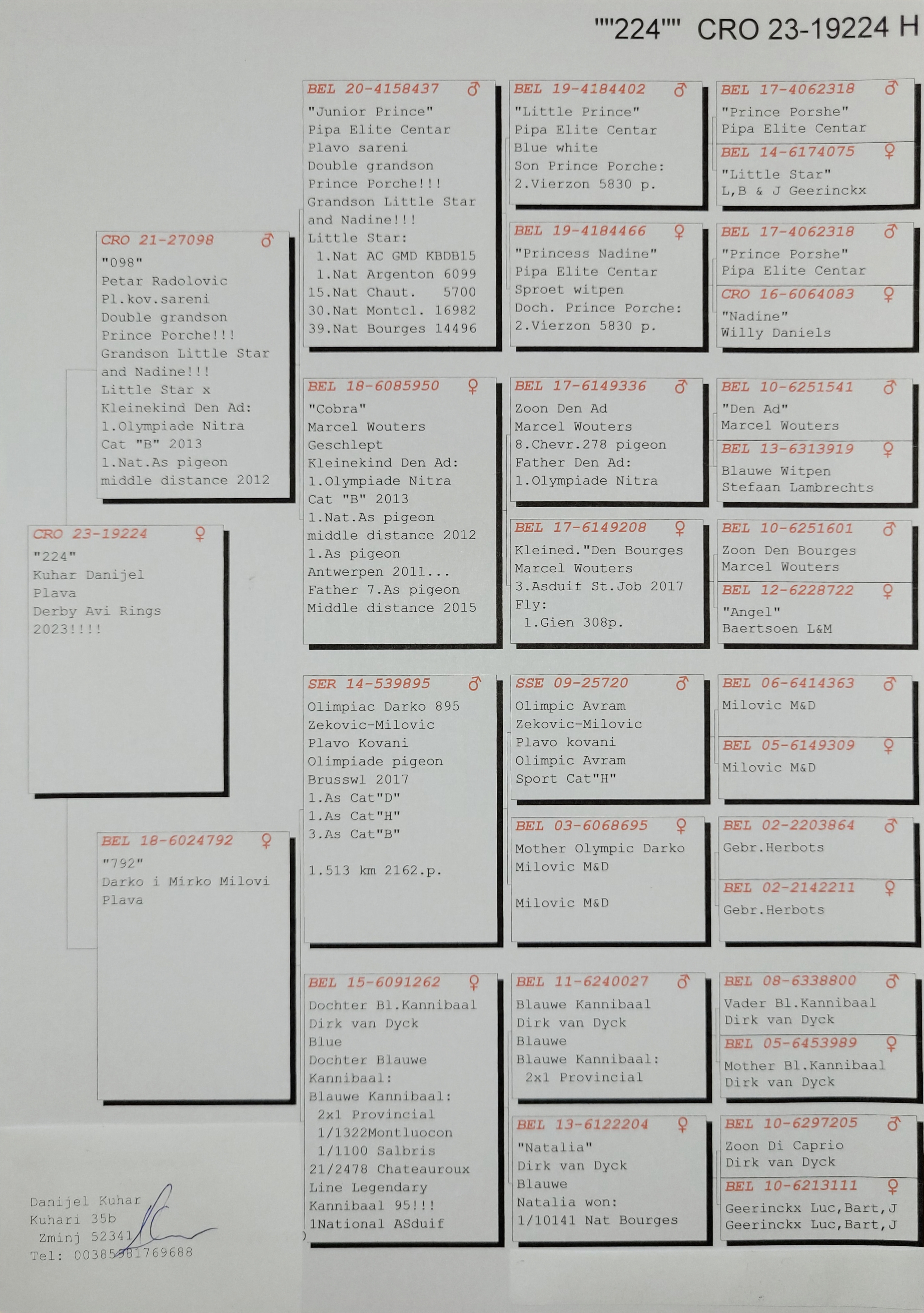 Pigeon pedigree image