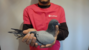 Pigeon image