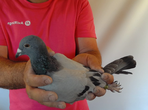 Pigeon image