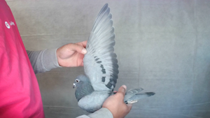 Pigeon image