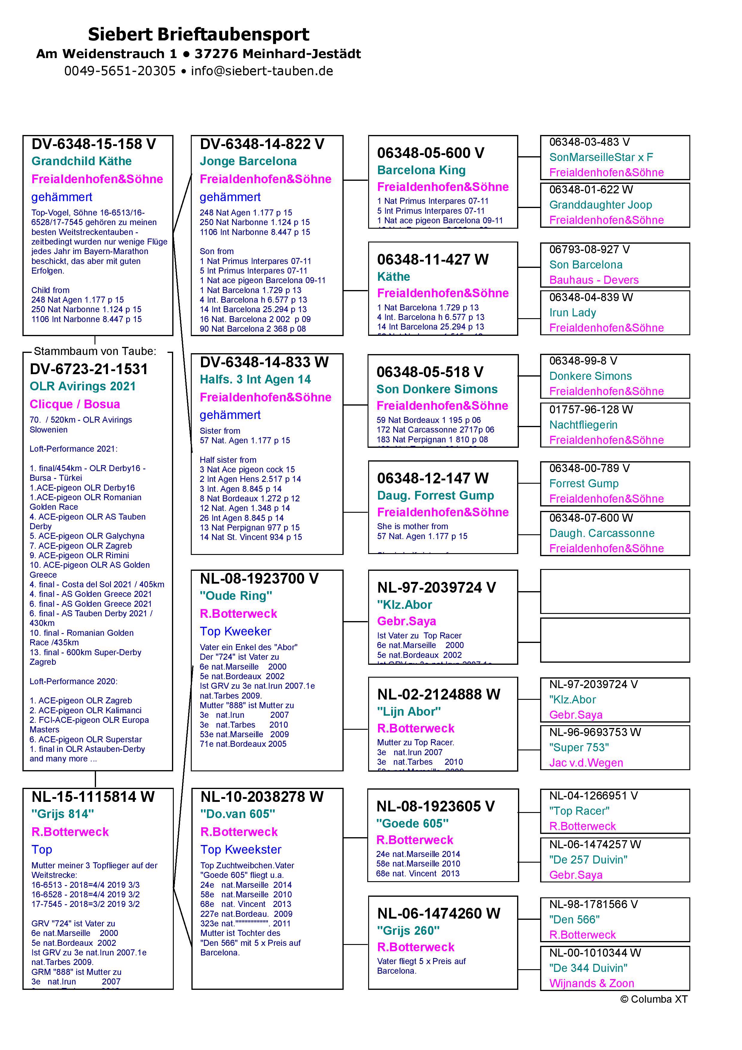 Pigeon pedigree image