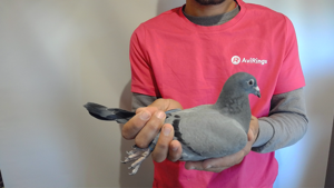 Pigeon image