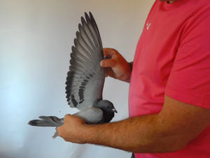 Pigeon image