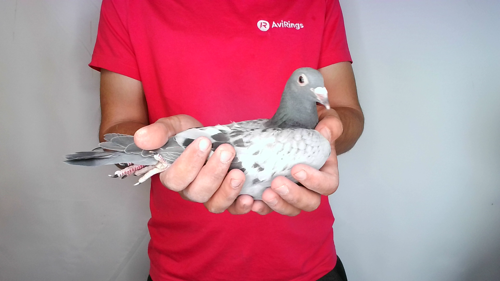 Pigeon image