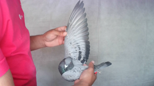 Pigeon image