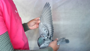 Pigeon image