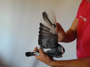 Pigeon image