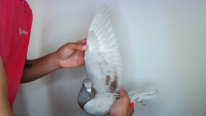 Pigeon image