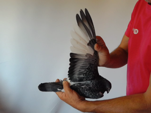 Pigeon image