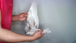 Pigeon image