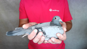 Pigeon image