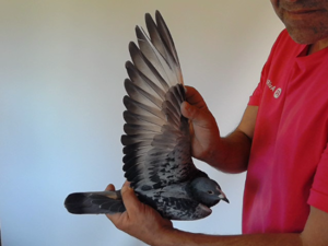 Pigeon image