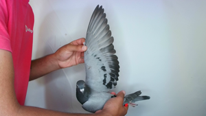 Pigeon image