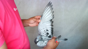 Pigeon image