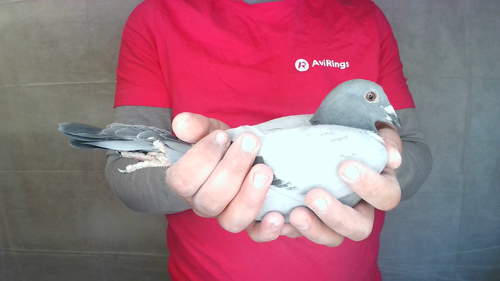 Pigeon image
