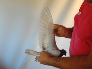 Pigeon image