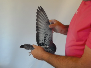 Pigeon image