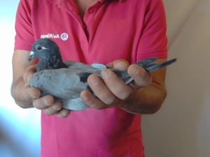Pigeon image