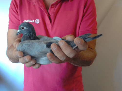 Pigeon image