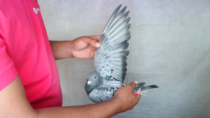 Pigeon image
