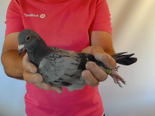 Pigeon image