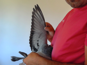 Pigeon image