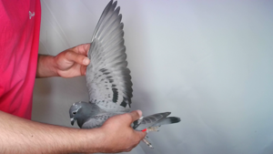 Pigeon image