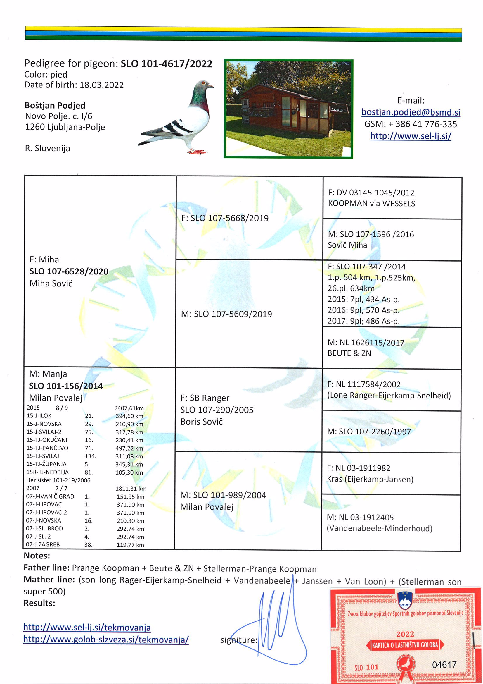 Pigeon pedigree image