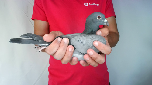 Pigeon image